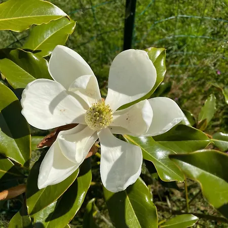 Maison Magnolia